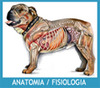 Anatomía y Fisiología Animal