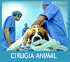 Cirugía Animal