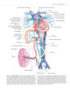 Atlas de anatomía vascular. Un abordaje angiográfico. 2 Vols - Uflacker