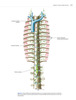 Atlas de anatomía vascular. Un abordaje angiográfico. 2 Vols - Uflacker