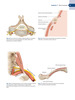 Atlas de Cirugía del Nervio Periférico - H. Kim / Hudson / G. Kline