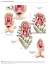 Cirugía Vaginal para el Urólogo - W. Nitti / Rosenblum / M. Brucker